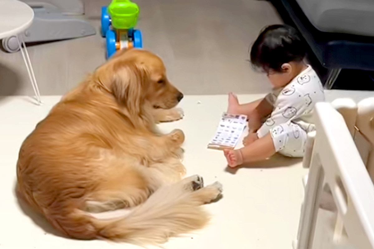 『流行りのシール交換』を1歳の子供が大型犬とした結果→『付き合ってあげる姿』が優しすぎると34万再生「面倒見てる…」「なんて愛おしい」