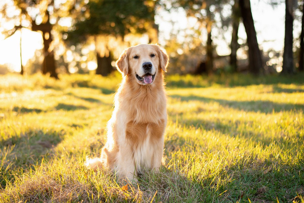 『優しい犬種』ランキングTOP３　穏やかな性格だと言われる理由や飼い方の注意点まで