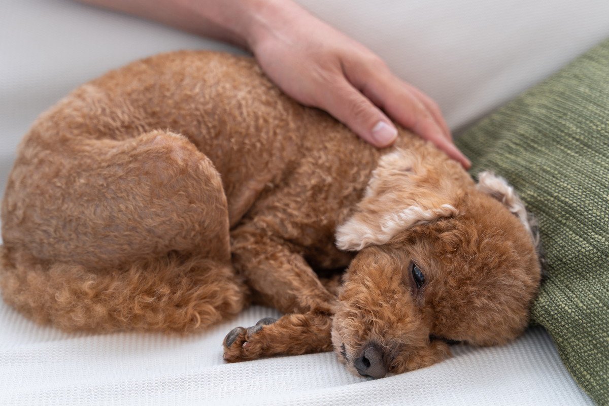 犬がかかる『レッグペルテス病』とは？体に出る３つの症状と予防対策 