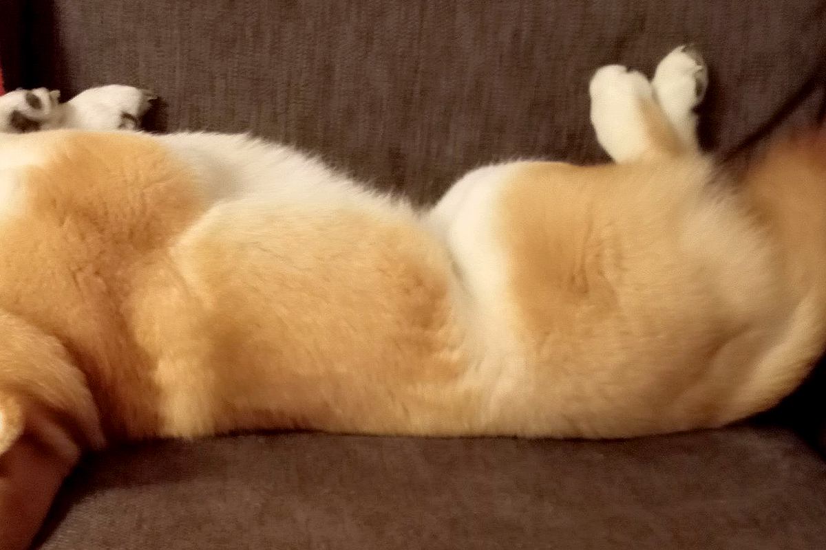 ソファでのんびり寝転がる犬→ふと様子を見てみたら、首が…絶対にくつろげていない『衝撃の姿勢』に反響