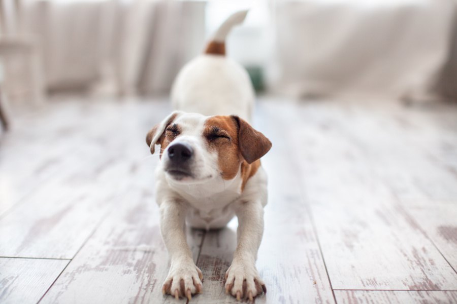 犬に必ず覚えさせるべき人間のルール4つ