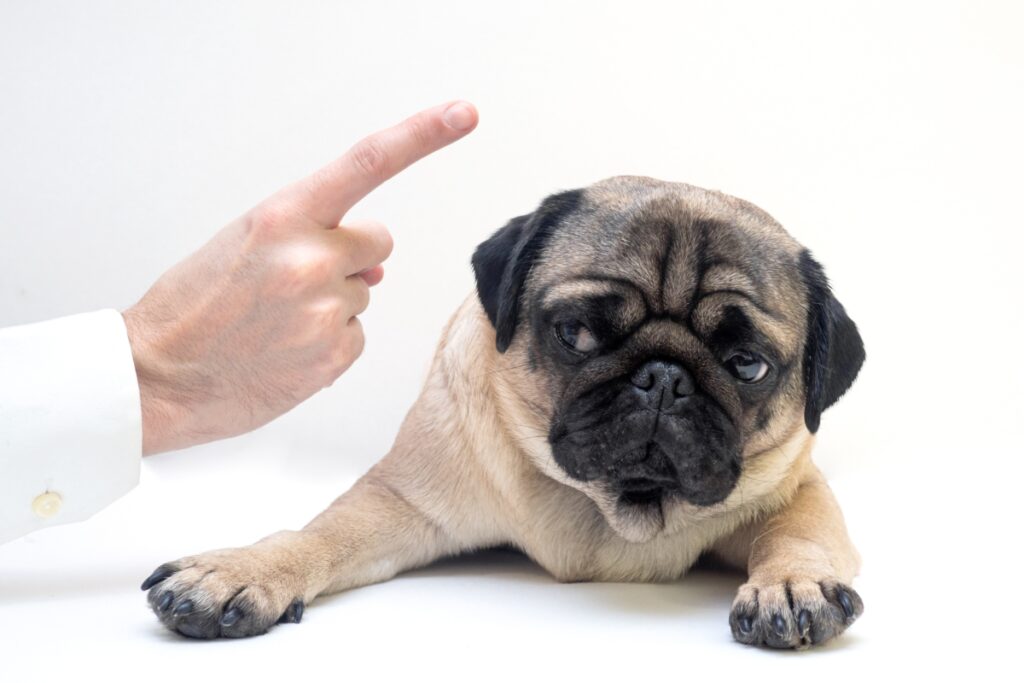 パグのしつけは難しい？子犬から始めるしつけ方やトイレ・無駄吠え・噛み癖まで解説【獣医師監修】