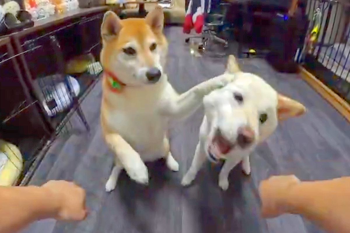 2匹の犬と『オヤツはどっちゲーム』をした結果→2択を外しすぎて、ヤケになり…『人間のような行動』に8万いいね「ナイス制止ｗ」「可愛い」