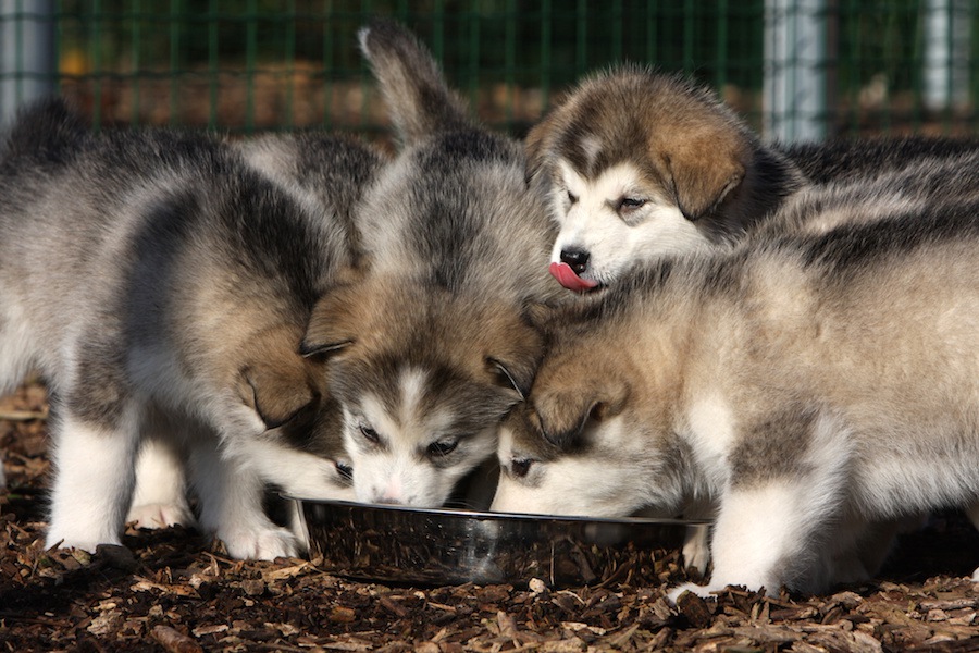 繁殖施設での犬の福祉を科学ベースで確立するための研究が始まった！