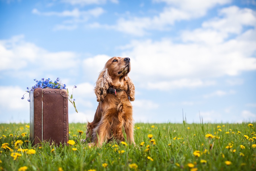 犬を土葬するときに気を付けるべき5つのこと