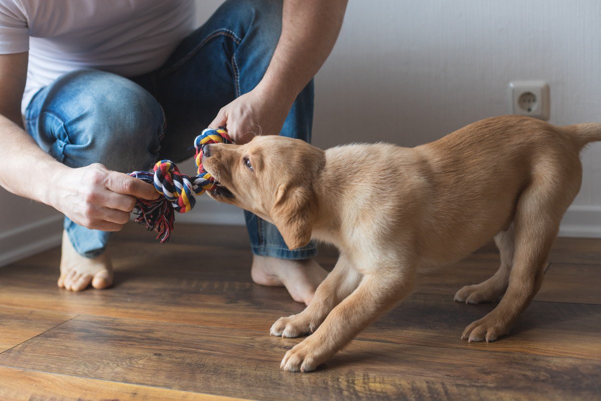 犬の散歩ができない時にオススメな室内遊び4つ　愛犬を安全に楽しませるための注意点まで