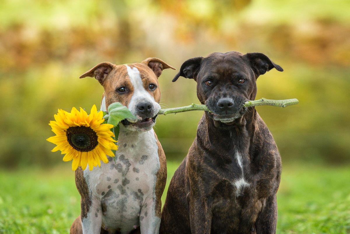 犬の『褒めるしつけ』の裏にある厳しさに注意