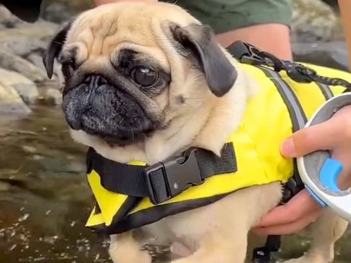 川で犬かきの練習をする犬→やる気満々だったのに、水に入った瞬間…『まさかの展開』が12万再生「超高速なの可愛すぎる」「爆笑した」と反響