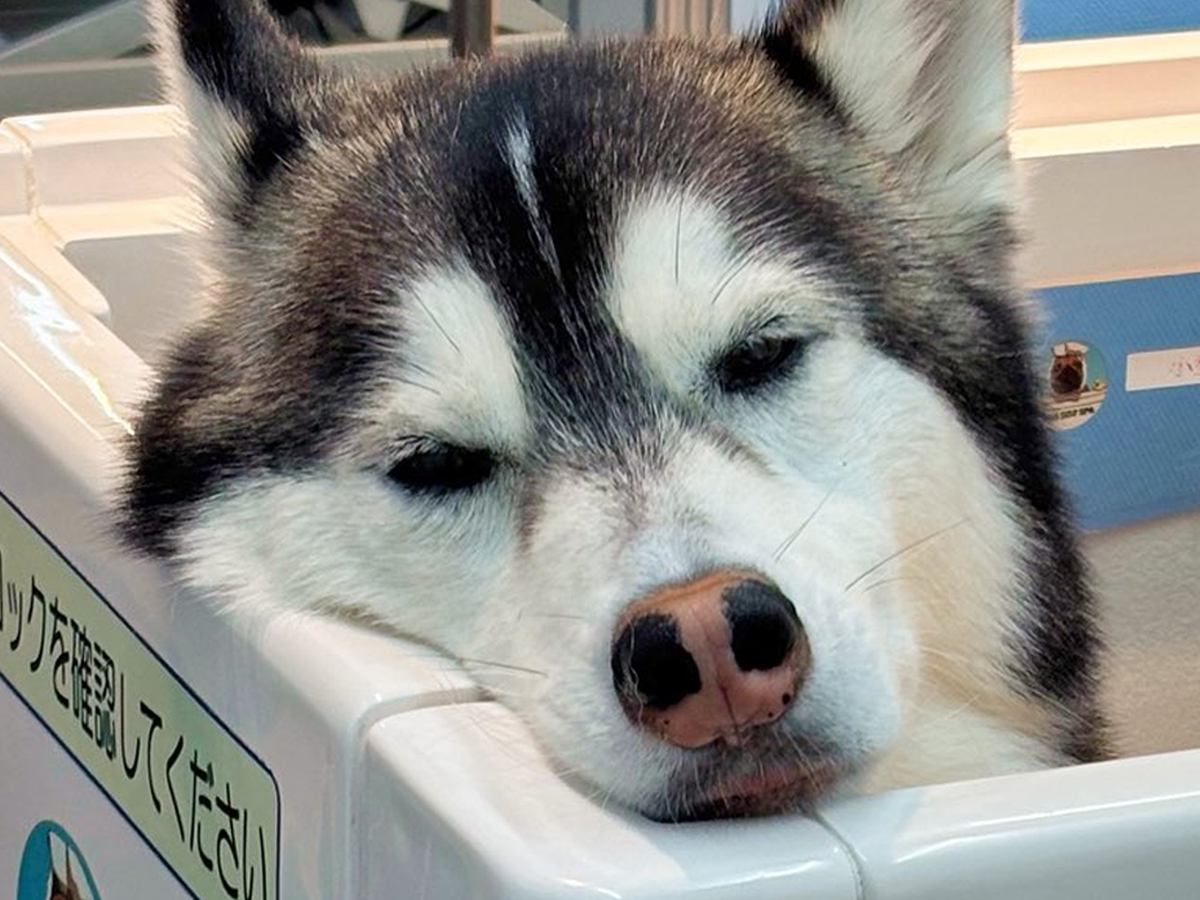 お出かけだと思ってウキウキだった大型犬→実はシャンプーで…思った以上に『ふてくされてしまう姿』に1万いいね「表情ｗ」「恨めしい顔で草」