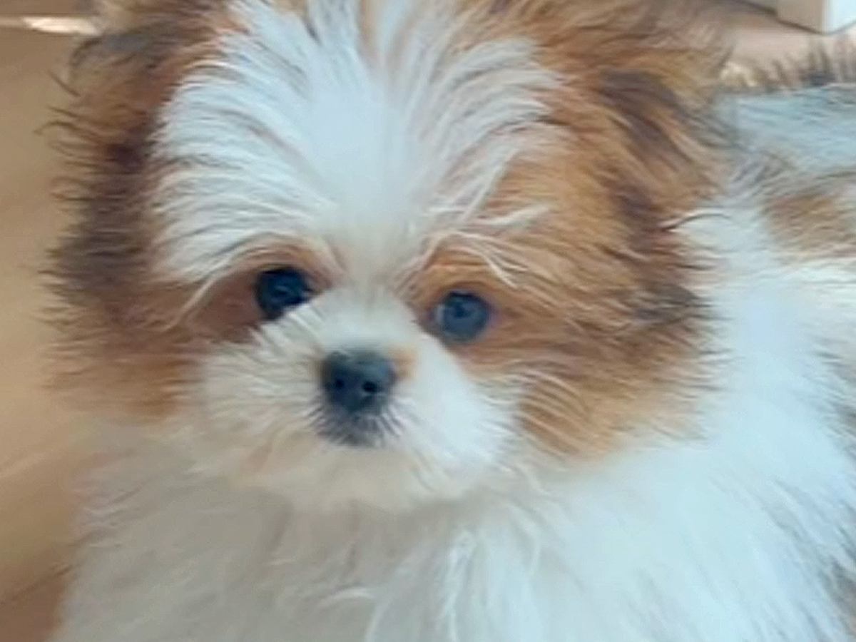 フワフワの小型犬をトリミングに連れて行った結果…もはや別犬？予想以上のビフォーアフターに「さっぱりして可愛くなった」の声