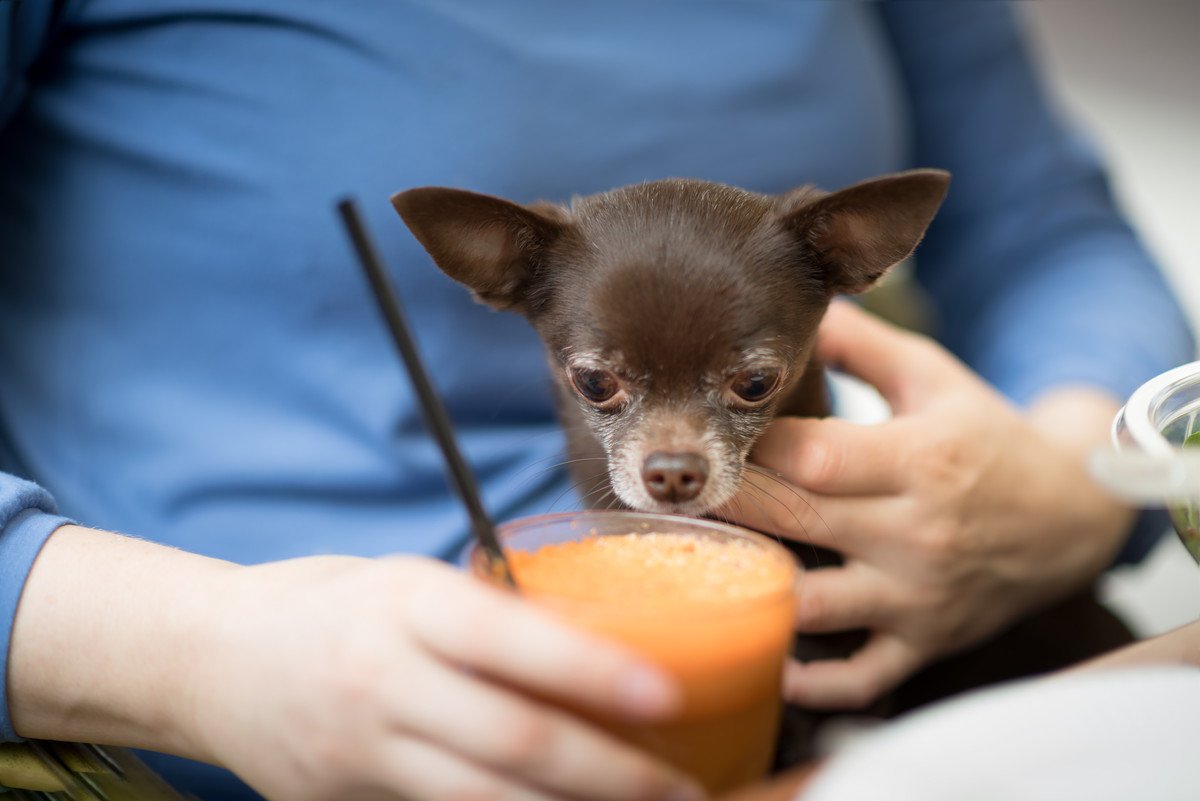 犬に市販の野菜ジュースは絶対ダメ！人間用を飲ませてはいけない理由や考えられる悪影響とは？