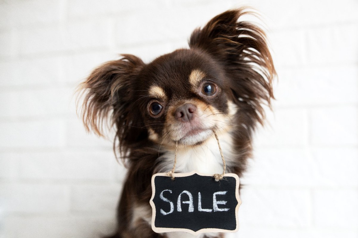公式登録に表れない人気犬種をオンライン販売から分析した調査結果