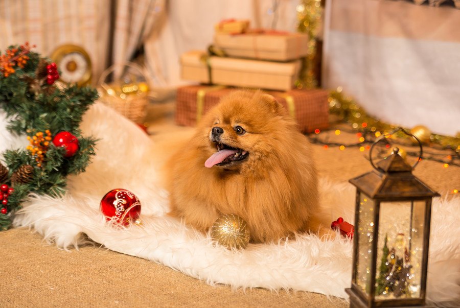 犬のイタズラからクリスマスツリーを守るアイデア５選