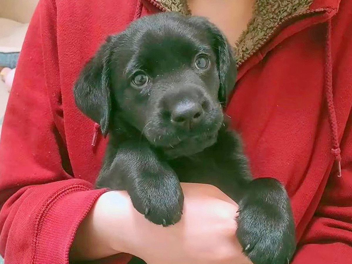 『こんなに小さかった大型犬の赤ちゃんが…』飼ってから1年後の姿が想像以上だと6万再生「声出して笑った」「可愛すぎて最高」と絶賛