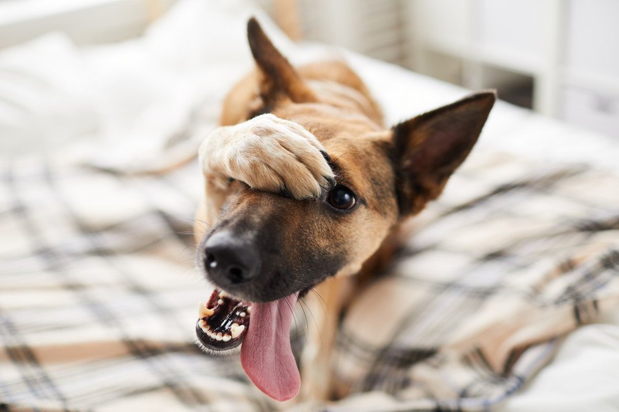 犬の飼い主が「うちの子かしこい！」と思う瞬間４つ