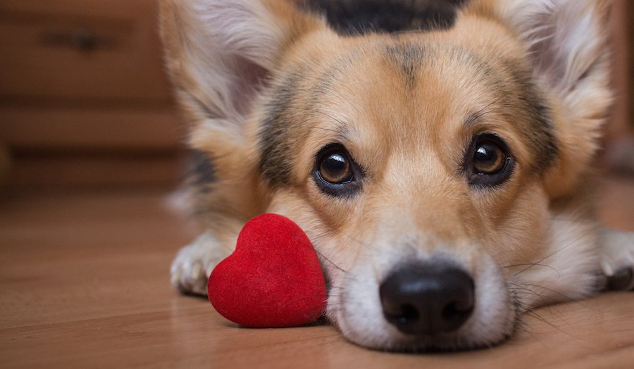 愛犬からの『好感度』がわかるチェック方法10個