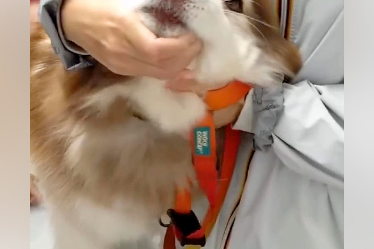 『まだ針刺さってませんけど？』健康診断で病院にきた大型犬→診察台に乗ると…大げさすぎる『子どものような光景』に反響「可愛い」「絶叫ｗ」