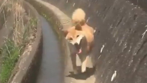 『走り方どうした…。』泥んこ遊びをしてきた柴犬さんに起きた異変