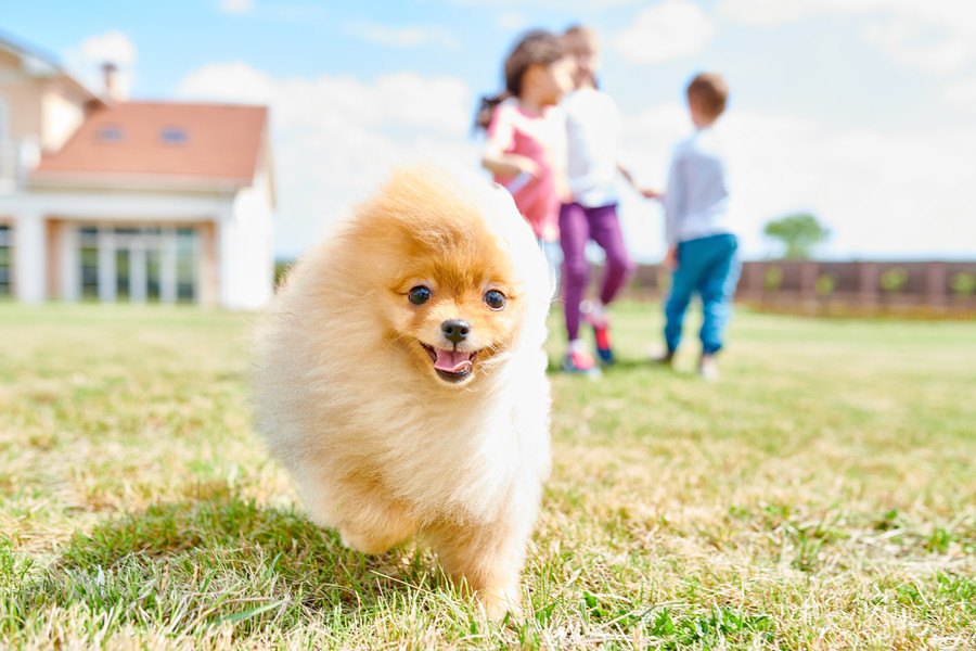 犬を飼っている家庭のご近所付き合いのポイント４つ