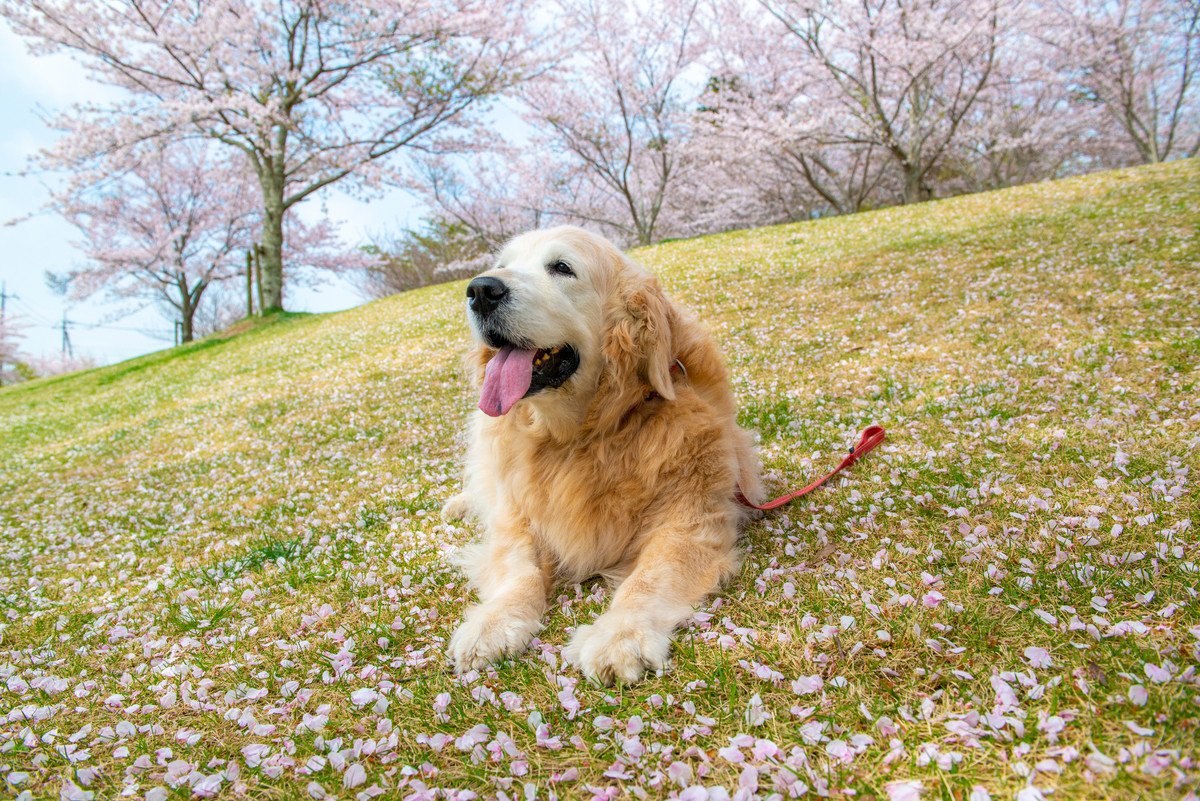 春に犬がなりやすい病気6選　見落としてはいけない兆候や予防策とは？
