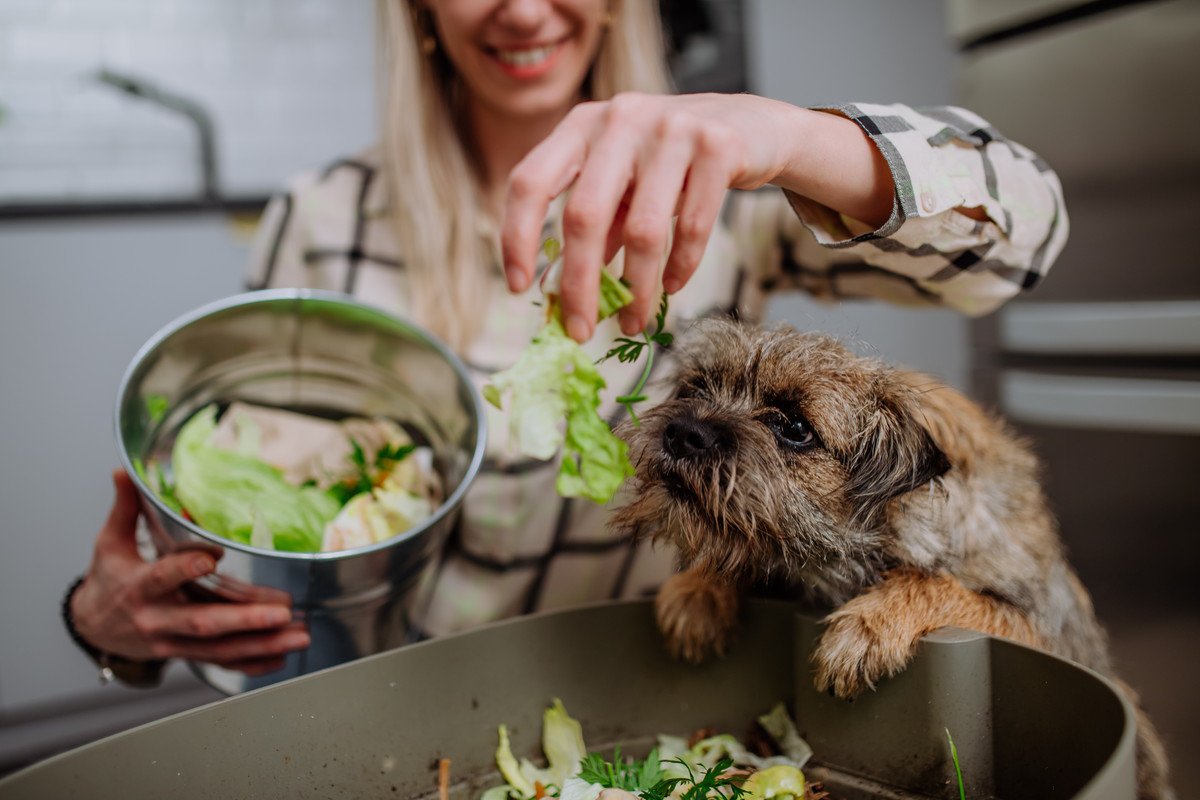 犬は『白菜』を食べても大丈夫？与える際の注意点や一日の適正量まで解説