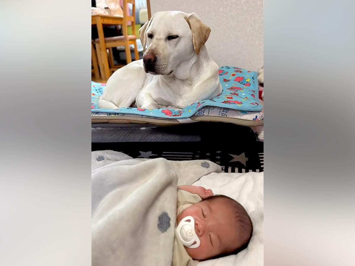 生まれたばかりの孫を預かったら、大型犬が…思った以上に心強い『ボディーガードっぷり』が13万再生「頼りがいある」「優しい」と絶賛