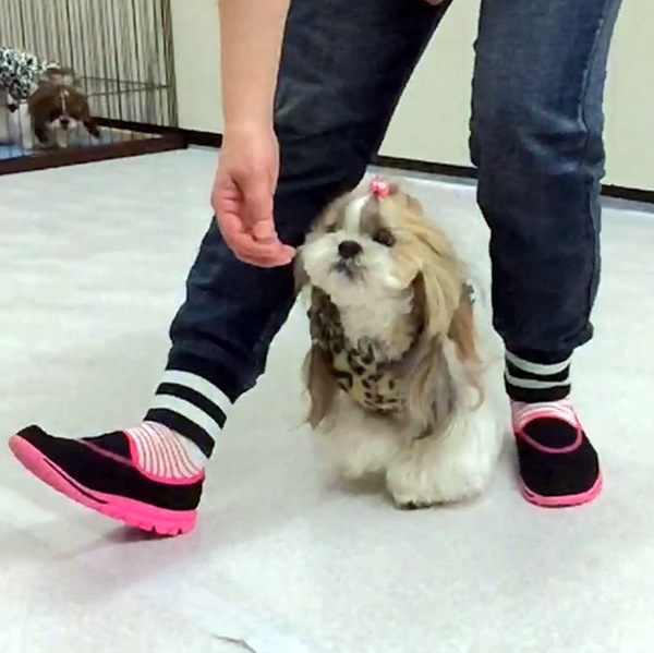 ドッグダンスで愛犬と飼い主のストレス発散！