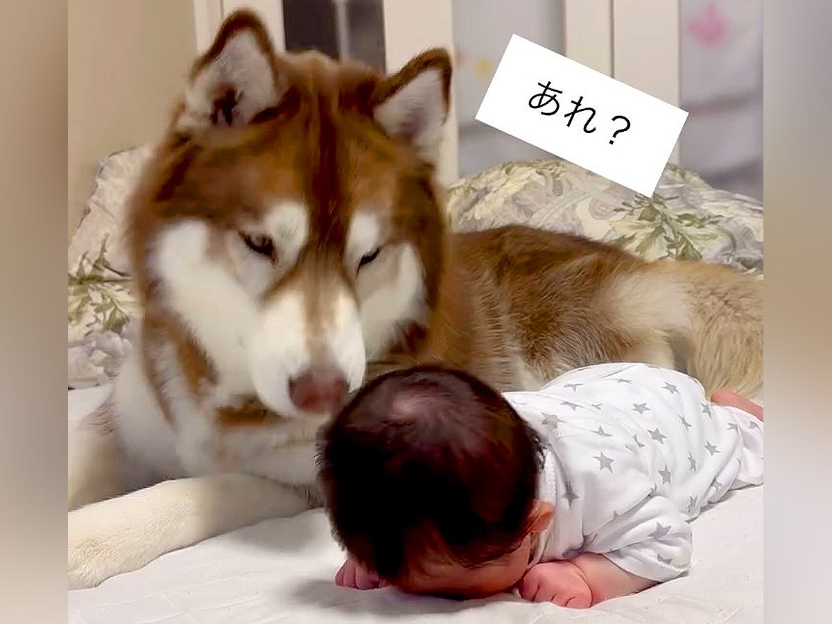 うつぶせ練習中の赤ちゃん→そばで見ていた大型犬が…まるでお兄ちゃんのような『応援する光景』が68万再生「優しい」「ほっこり」と感動