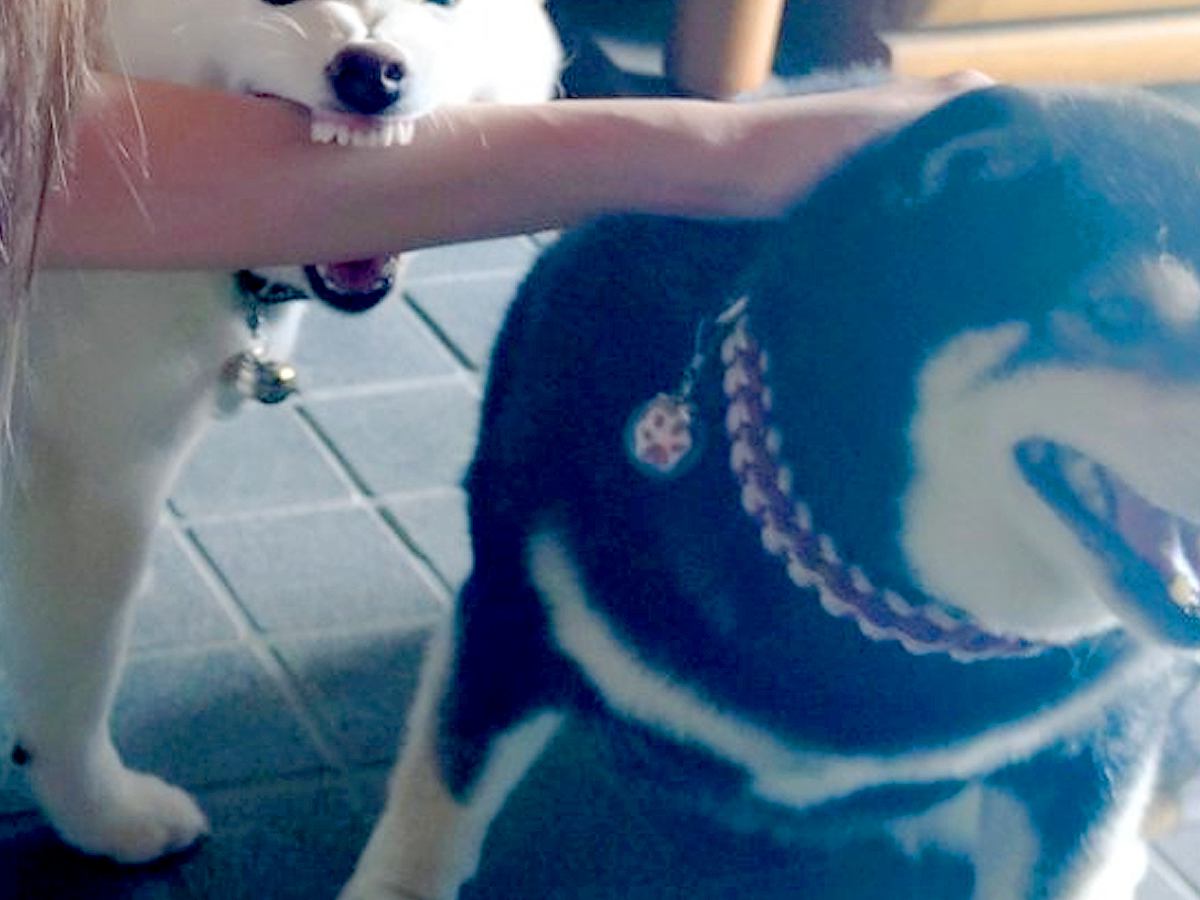 遊びに来た友人を歓迎する2匹の犬→『撫でる順番』で嫉妬して…衝撃的な『まさかの行動』が361万表示「犬神様で草」「必死すぎて可愛いｗ」