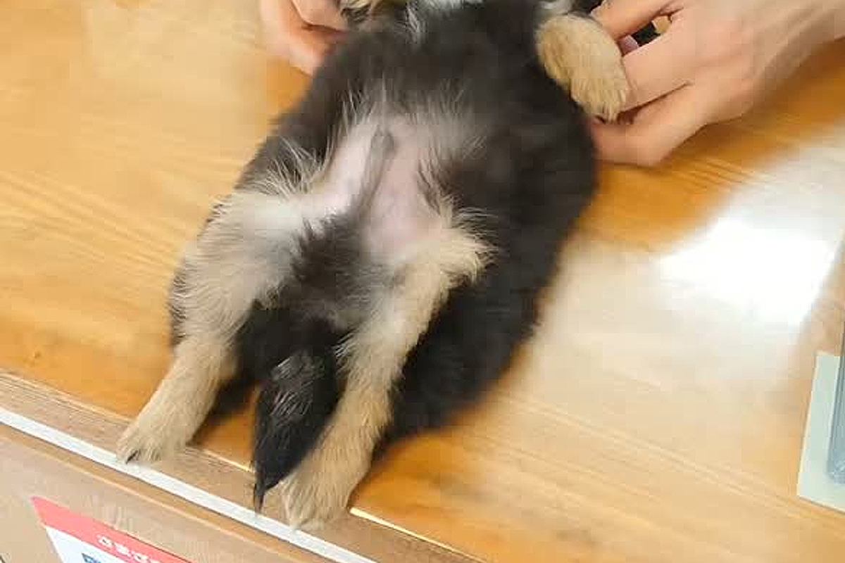 動物病院にきた赤ちゃん犬→検査後、『受付のお姉さん』に心を許しすぎて…無防備すぎる『まさかの体勢』が85万再生　警戒心が全くない姿に悶絶