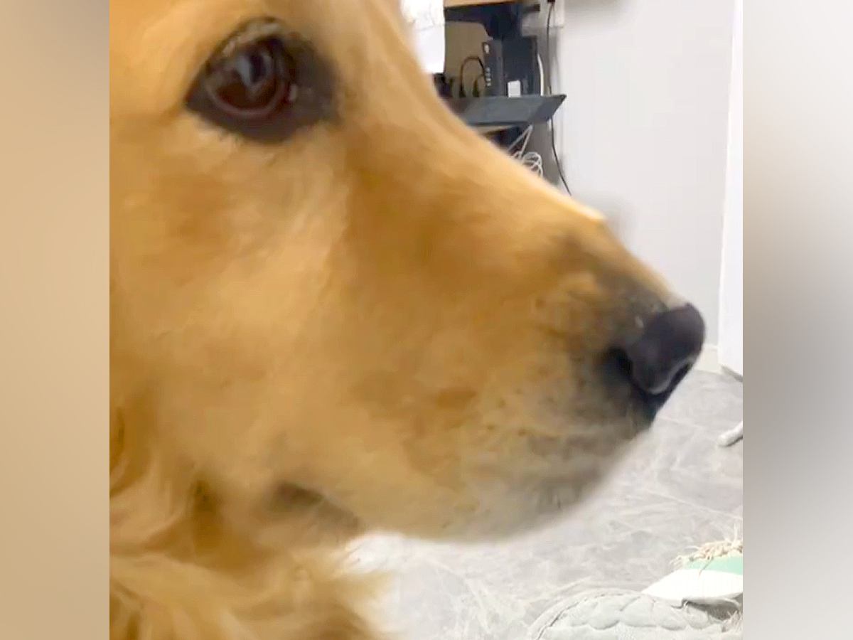 ママに甘える大型犬→自分のサイズをわかってなくて…完全に『小型犬だと思い込んでいる光景』に反響「ママさんが大好きなんよ」「幸せの重み」