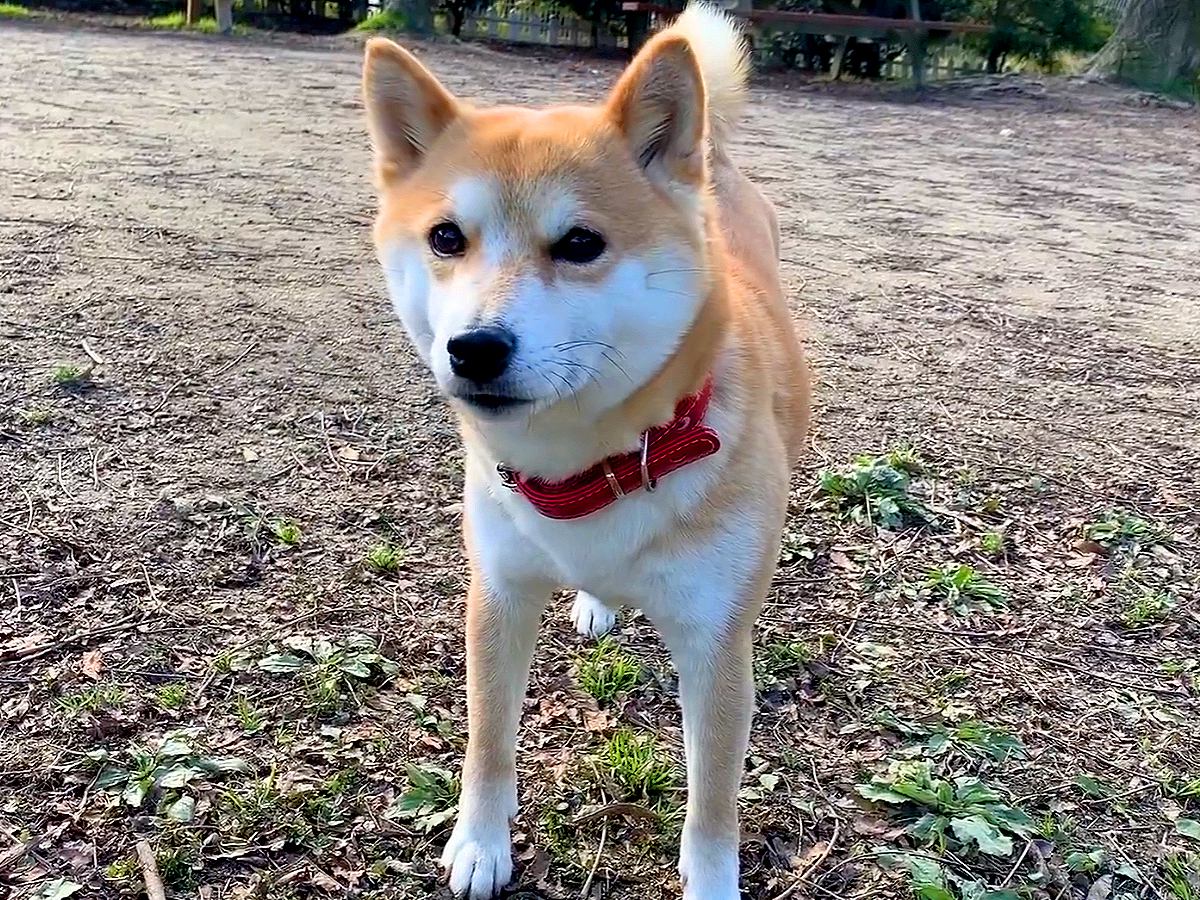 なぜかドッグランでクーンと鳴く犬…帰ろうとしない『可愛すぎる理由』が29万再生「アピール可愛すぎる…反則」「ニヤニヤが止まらないｗ」