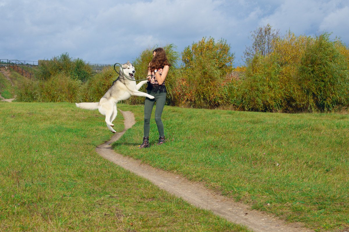 犬が急に『興奮』するのはなぜ？4つの心理から落ち着かせるための対処法まで