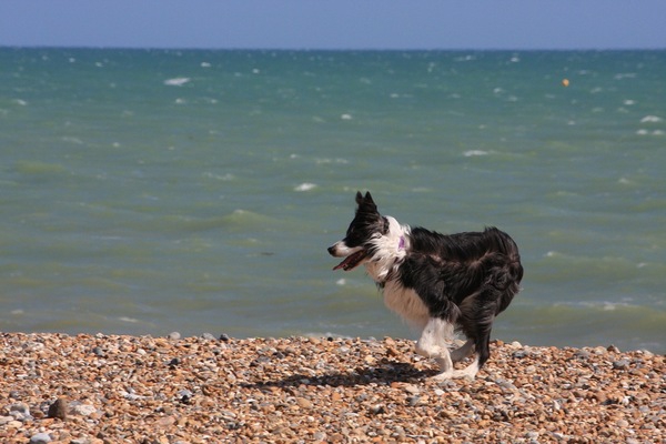 愛犬と海水浴へ行く前に知っておきたい注意事項