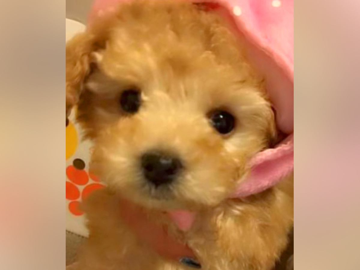 『茶色い子犬だから、名前はチョコにしよう』と迷っていたら…数年後→予想を遥かに超える『衝撃的な変化』が101万再生「こんな変わる？ｗ」