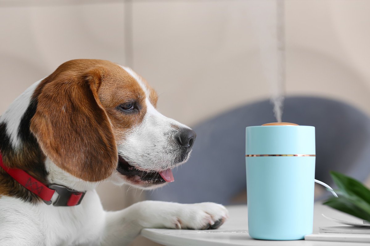 愛犬が過ごす部屋で『加湿器』を使う時の注意点３選　ダメな使い方や快適に過ごしてもらう方法とは？