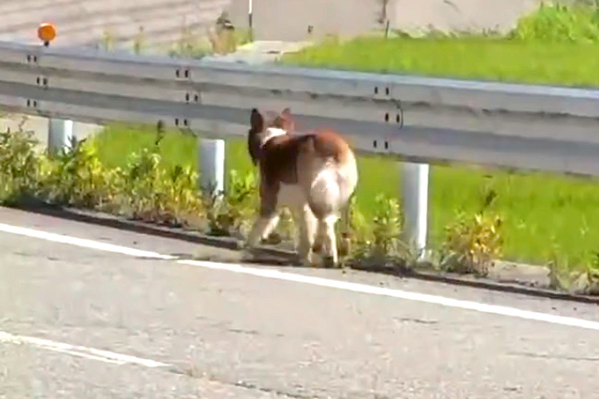飼い主が何度も変わり、山奥に捨てられた『放浪犬』→捕獲後、たくさん甘えてきて…『現在の光景』に涙が止まらないと23万再生「本当に感謝」