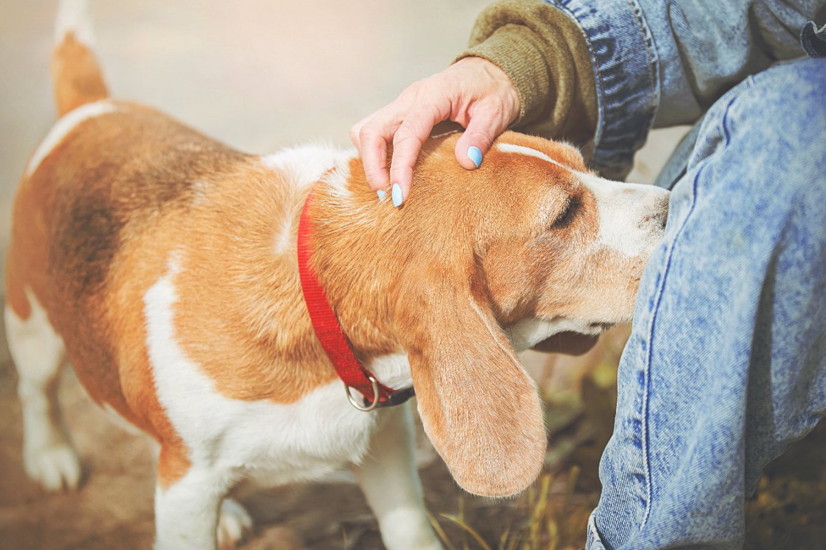 犬が『人の股のニオイを嗅ぐ』心理３選！止めさせるには？