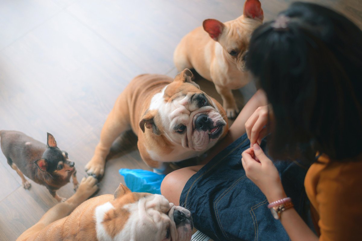 犬の多頭飼いでよくある『悩みごと』とは？うまくいっている飼い主がしていることまで