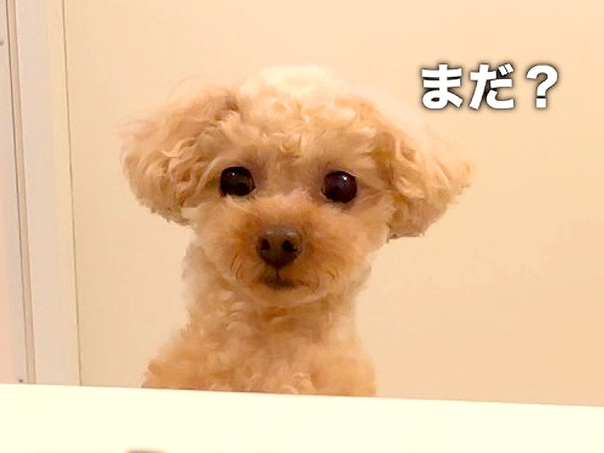 久しぶりに長風呂をしていたら、超甘えん坊の犬が…思った以上の『健気すぎる行動』が36万再生「早く出ろって催促するの草」「寂しいよねｗ」