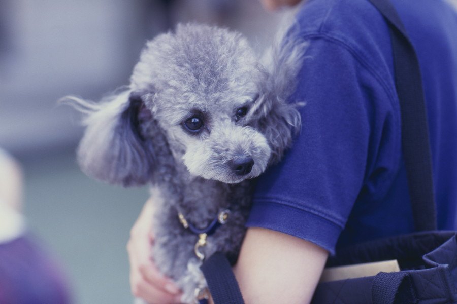 その愛情表現は正しいですか？犬にやりがちなNG愛情表現４つ