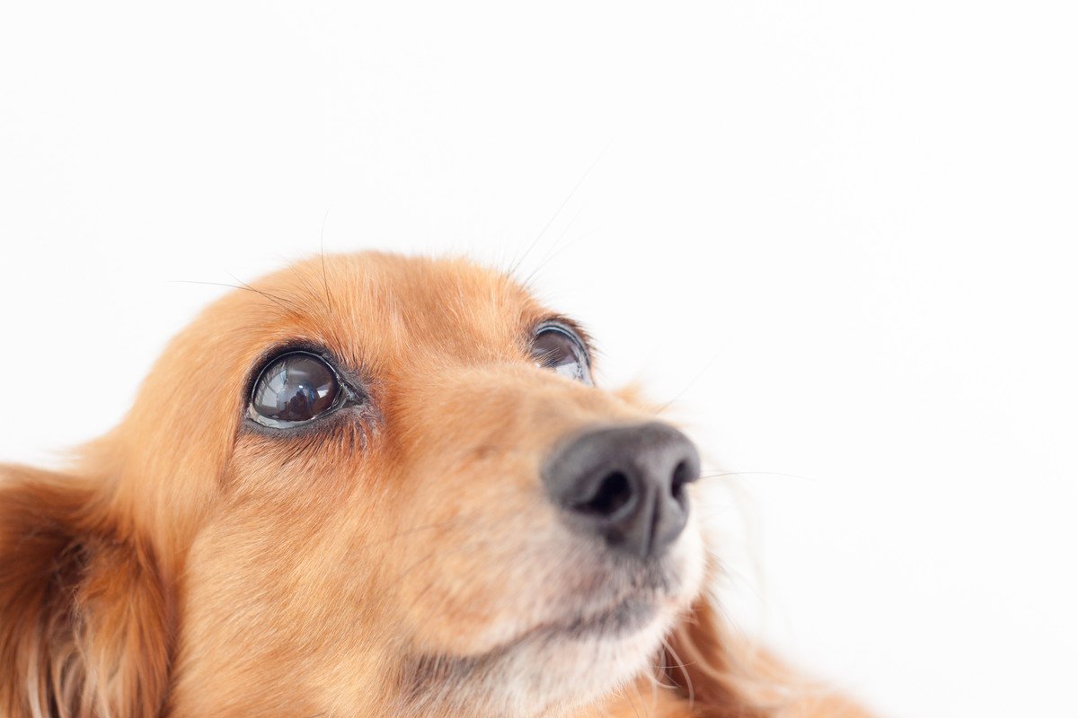 犬の目がウルウルしている時の心理とは？3つの気持ちと病気の可能性