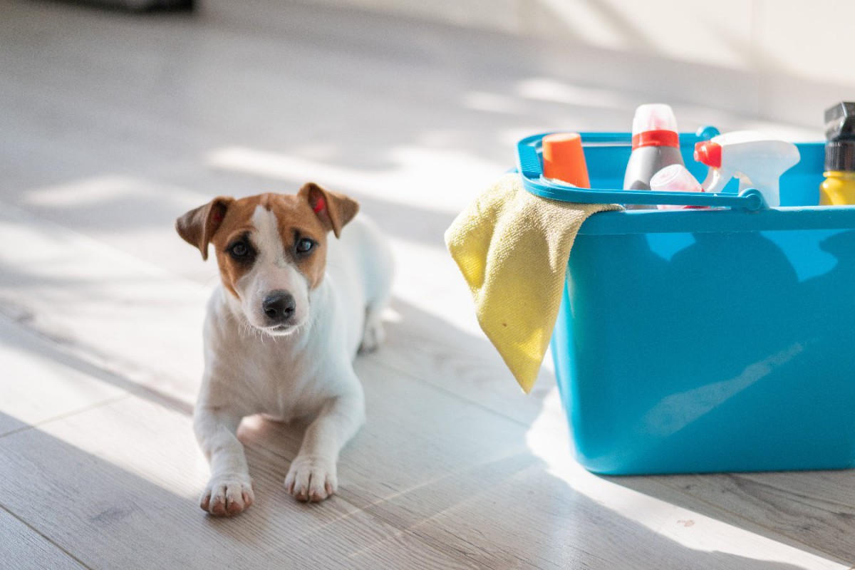 部屋の『犬臭さ』を消すにはコレ！5つの消臭方法やコツを解説