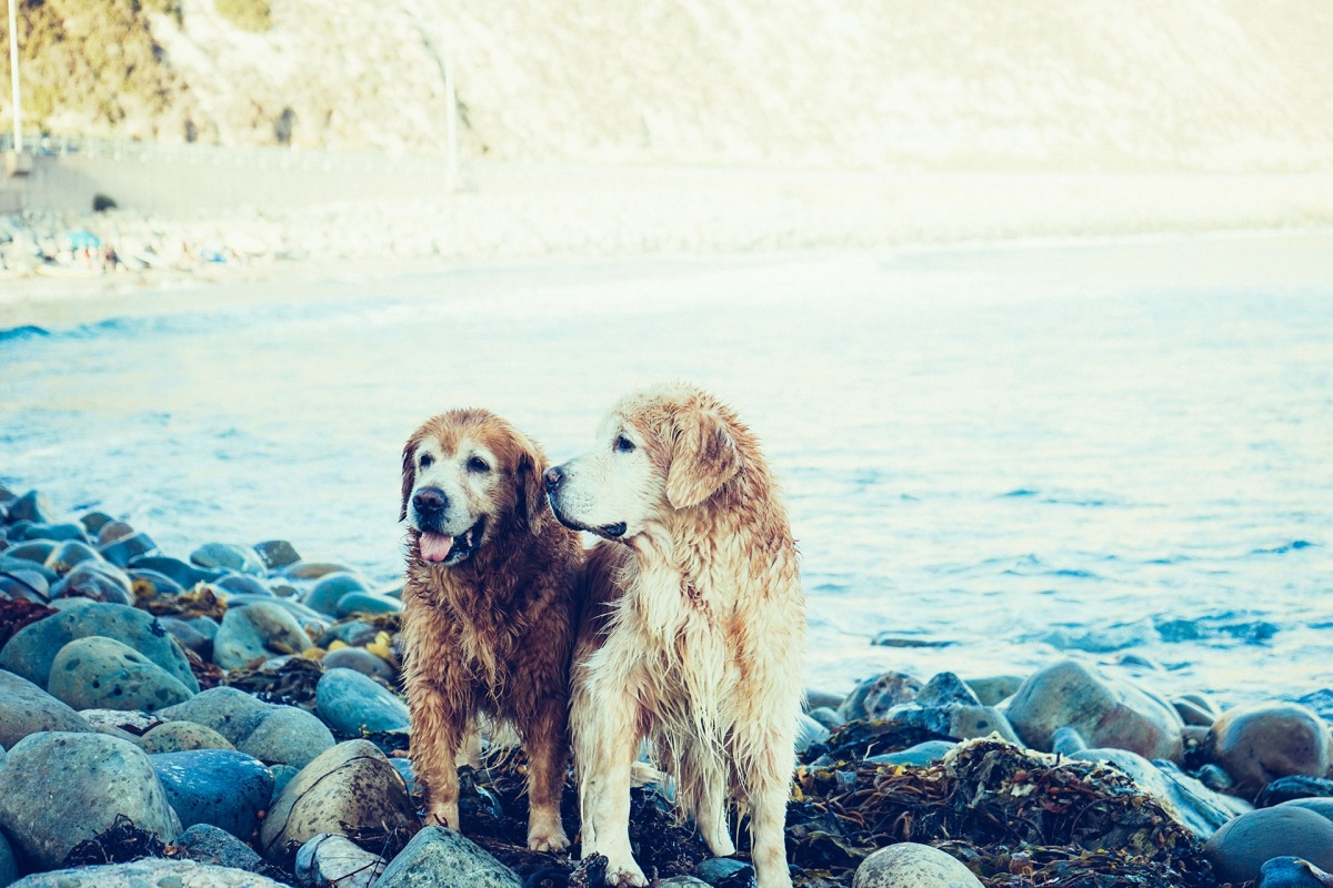 お散歩コースがいつも同じだと、犬は認知症になりやすい？