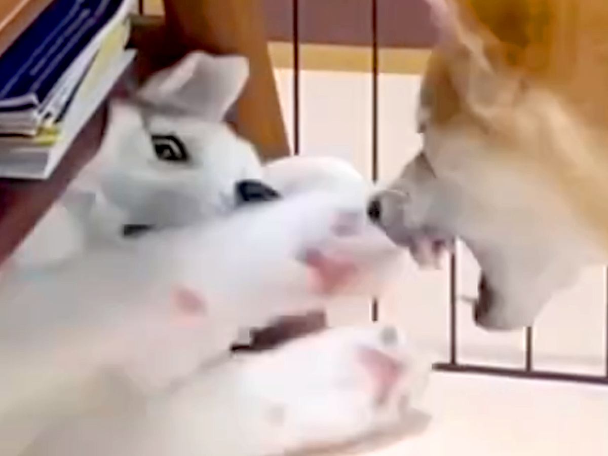 『やんちゃ過ぎる子犬のハスキー』が成長→おとなしくクールになると思ったら…まさかの『現在の光景』が44万再生「変わってなくて草」と爆笑