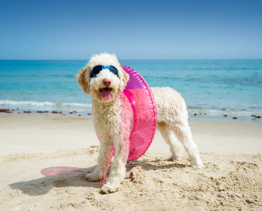 犬と夏のお散歩に出る時の3つの注意点