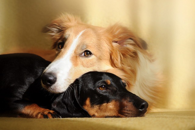 シニア犬がいる家庭に子犬を迎えることの問題点