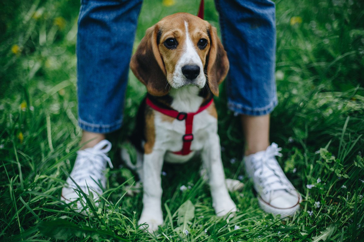 犬が楽しめない『散歩の仕方』4選！飼い主が意識すべき「愛犬のための行動」とは？