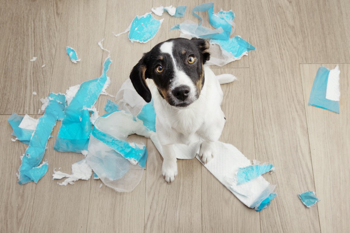 犬にも『反抗期』はあるの？始まるタイミングは？飼い主がすべき適切な対応までご紹介