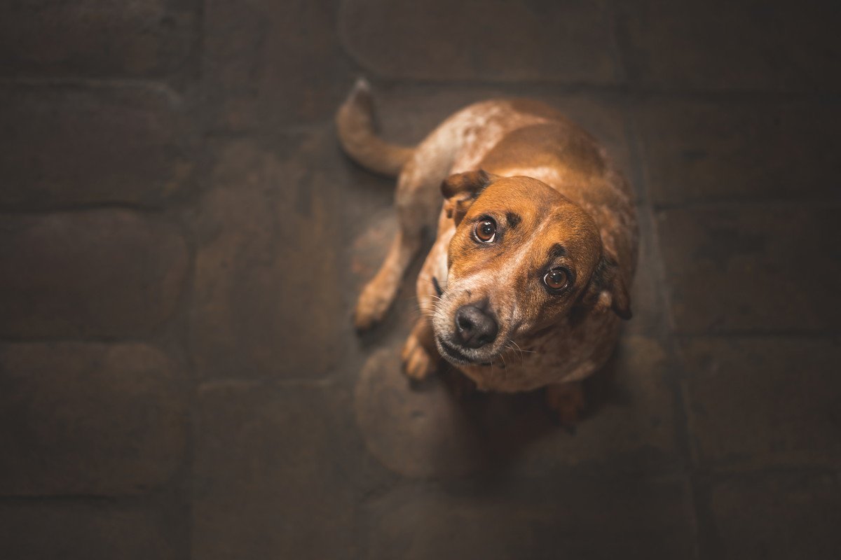 犬がいつまでも飼い主についてくる時の心理４選